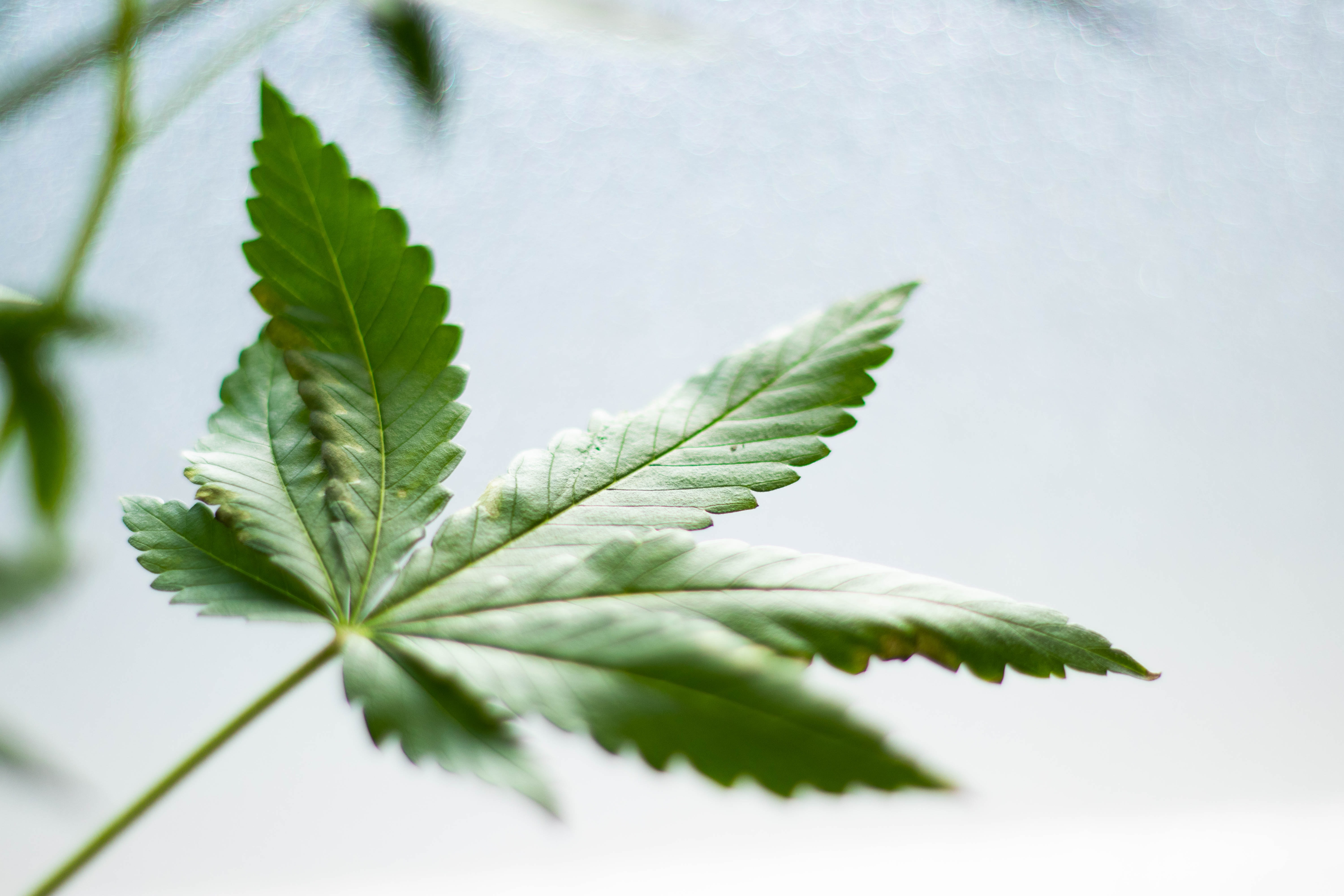 Photo of marijuana leaf on light colored background.
